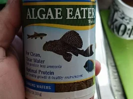 Can anybody tell me what kind of fish Is this ?