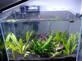 New to group, need help identifying fish.