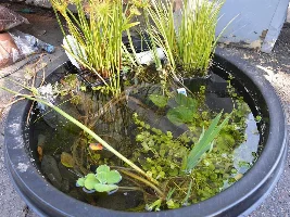 Barrel pond (delayed soo many months lol)