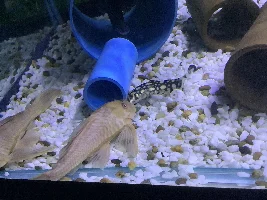Show me your Fish!