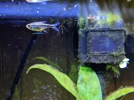 Unpopular Opinions (fish related)