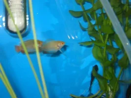 Honey Gold Gouramis
