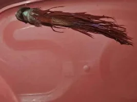 Tank is slowly dying off