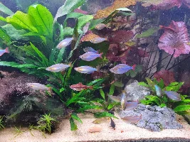 Dd's Tanks And Fish