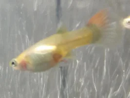 Is my guppy close to birthing fry?