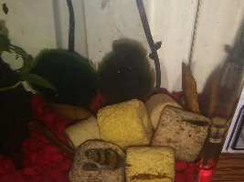 Splitting freshwater stock between 3 gallon and new 5 gallon