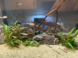 Is someone killing my Rummy Nose Tetras?