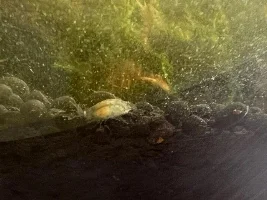 Are these baby shrimp?