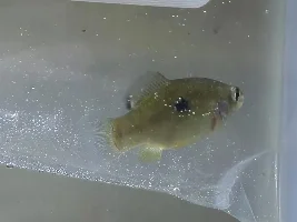 Sick fish?