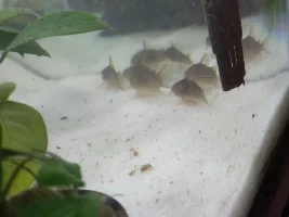 22 gallon Small river based aquarium journal.
