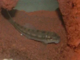 Need Fish ID's