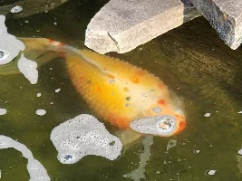 Is my koi pregnant or sick with dropsey?