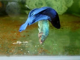 Betta's spawned