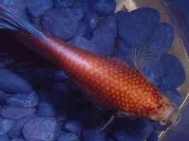 Is this dropsy? Bloat?