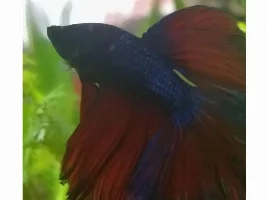 Possible Popeye male Betta