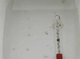 Cory breeding