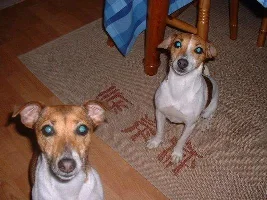 Pet Pics