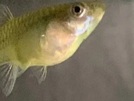 How long until fry?