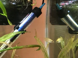 OliveFish05’s double tank journal and builds (20 gallon tropical community and 40 gallon axolotl tank)