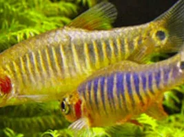 What kind of fish is this?
