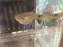 Is my guppy pregnant and do anyone know when she would be ready to give birth I’m new to this?