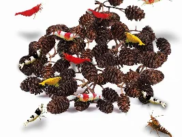 Alder Cones... seems counter intuitive...