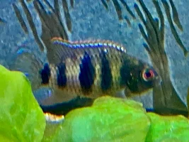 new cichlids ( like usual ) are starting out good…