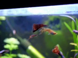Treatment resistant fin rot in guppies. Potential med?