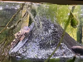 ah... the big boy is out...here  lizard... lizard... lizard... a contest worthy picture a few days later po