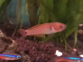 Identify fish