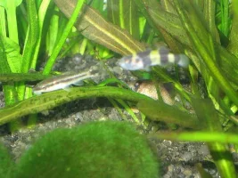 3/11 Fish And Tank Update
