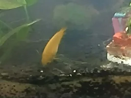 ID please