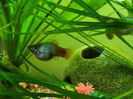 Pregnant platy fish - how far in is she?