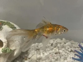 Sick goldfish with big red butt and white in the middle