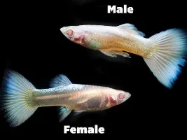 Sexing young guppies?