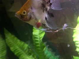 unfamiliar red thing sticking out from the bottom of my angelfish