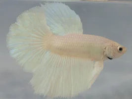 Meet Ghost