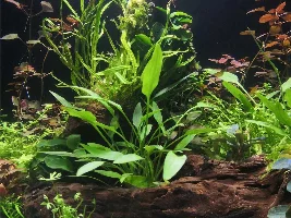 Sam and Shellby's 10 gallon planted - CO2 - Ferts.