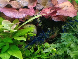 Shrimp swarm and other pics soon