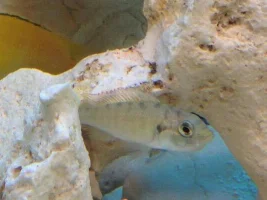 Is My Female Sp 44 Holding?