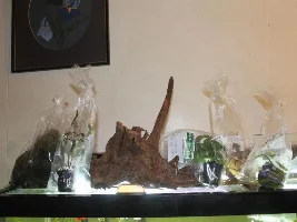 75G Planted Tank