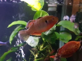 Empire gudgeons