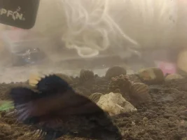 The start of my Betta journey