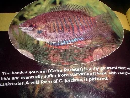 My Gourami
