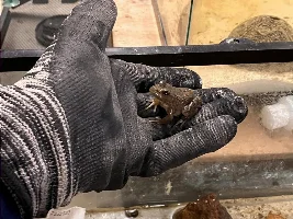 Polywag the American Bullfrog!