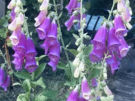 Blooming backyard