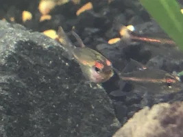 What disease is this!?!?! And what should I do!?!?!