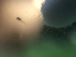 Scarlet Badis Breeding Log