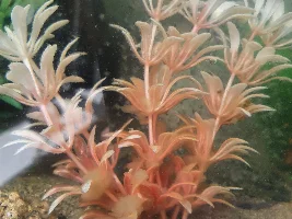 What is this?