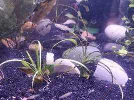Recently Purchased Blackchin Livebearers